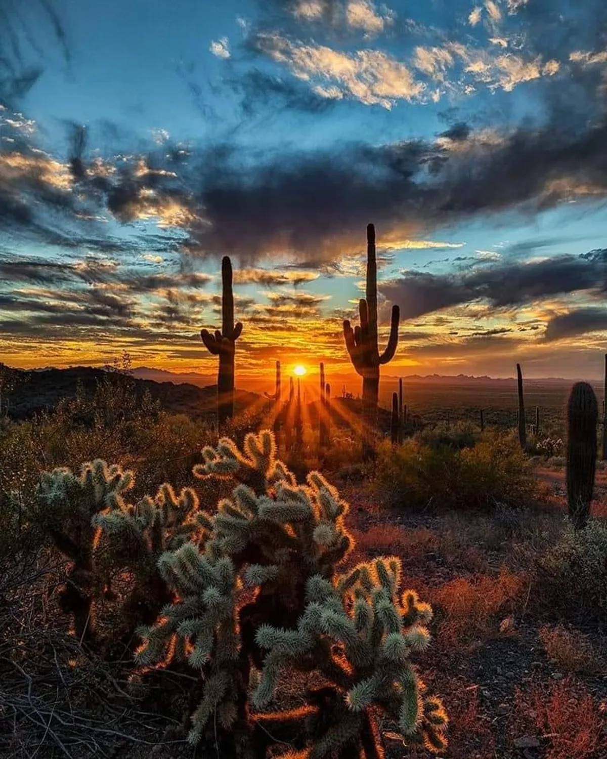 A sweeping desert landscape at sunset, with cacti and distant mountains set against a vibrant sky. The scene is peaceful and expansive, encapsulating the natural beauty of Arizona and the sense of tranquility that comes with exploring the local neighborhood and parks.