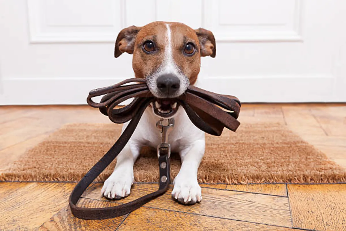A joyful interior moment featuring a dog on a leash, ready for a walk, with a doormat in view. The scene radiates warmth and a pet-friendly atmosphere.