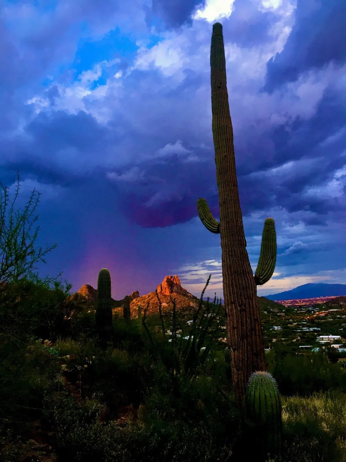 A sweeping desert view dominated by tall saguaro cacti, a distant rocky mountain, and a vibrant sunset sky, highlighting the tranquil beauty and vastness of the Arizona landscape.